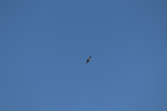 Buteo buteo