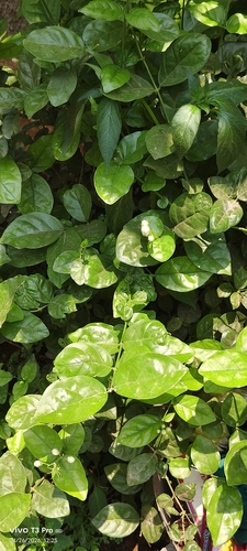 Arabian Jasmine