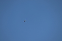 Buteo buteo