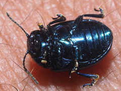 Chrysolina coerulans