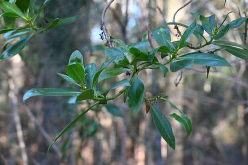 Myoporum acuminatum, photograph 4