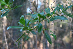Myoporum acuminatum, photograph (c) Bryce Watts-Parker, some rights reserved (CC BY)