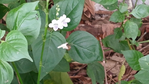 Asystasia intrusa