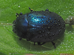 Chrysolina coerulans