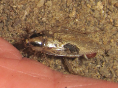 Blattella vaga