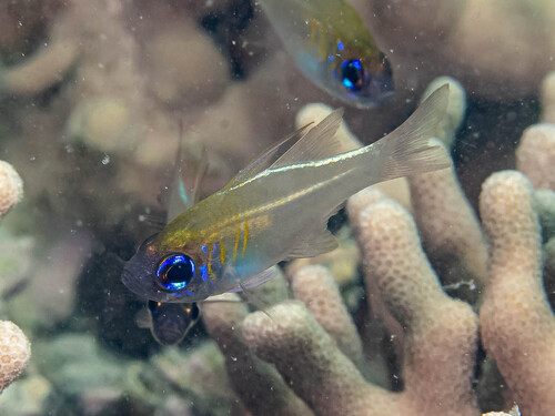 Draadvin-kardinaalbaars (Zoramia leptacantha) — Apogonidae