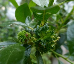 Asphondylia ceanothi