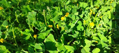 Medicago arabica iNat (1)
