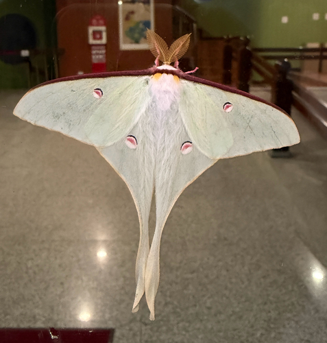 姬长尾水青蛾(Actias neidhoeferi) · iNaturalist
