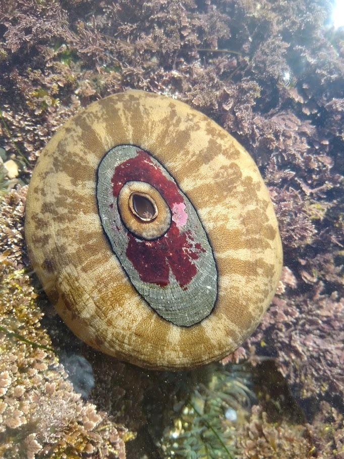 giant keyhole limpet