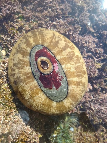 giant keyhole limpet