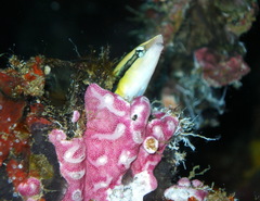 Aspidontus taeniatus