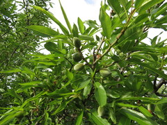 Prunus amygdalus