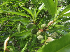 Prunus amygdalus