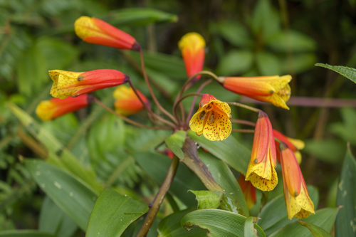 Bomarea multiflora (Bomarea multiflora)