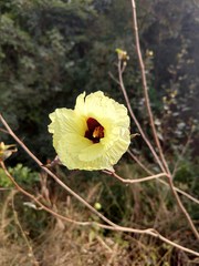 Azanza lampas