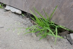 Poa annua