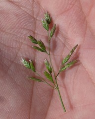 Poa annua