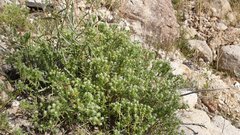 Cryptantha maritima maritima