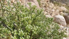 Cryptantha maritima maritima