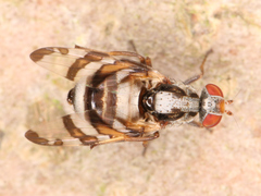 Myennis octopunctata