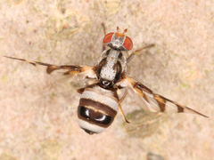 Myennis octopunctata