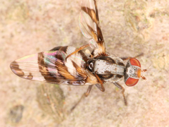Myennis octopunctata