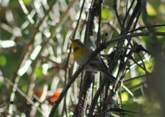 Oreothlypis superciliosa
