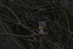 Turdus pilaris