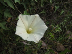 Calystegia
