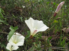 Calystegia