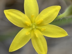 Hypoxis juncea