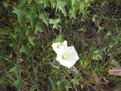Calystegia