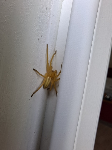 Green Huntsman Spider