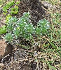 Heliotropium anomalum