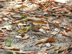 Thryophilus pleurostictus