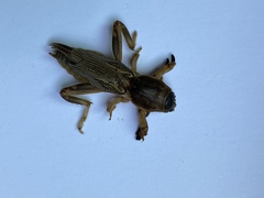 Neoscapteriscus vicinus