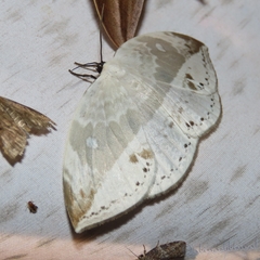 Cyclidia substigmaria