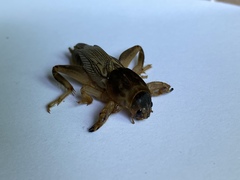 Neoscapteriscus vicinus