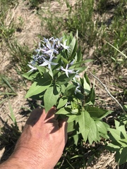 Amsonia tabernaemontana