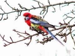 Platycercus elegans × eximius