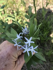 Amsonia tabernaemontana