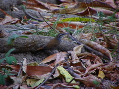 Thryophilus pleurostictus