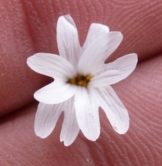 Dichodon viscidum