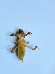 Neoscapteriscus vicinus