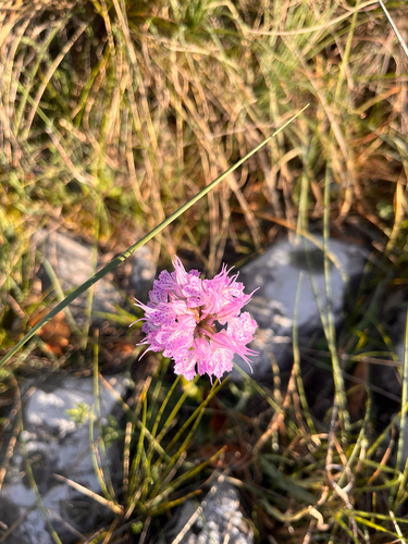 Three-toothed orchid