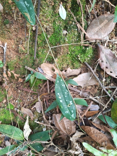 Smilax glabra observed 2026-04-26