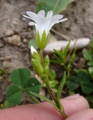 Dichodon viscidum