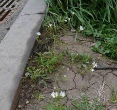 Dichodon viscidum