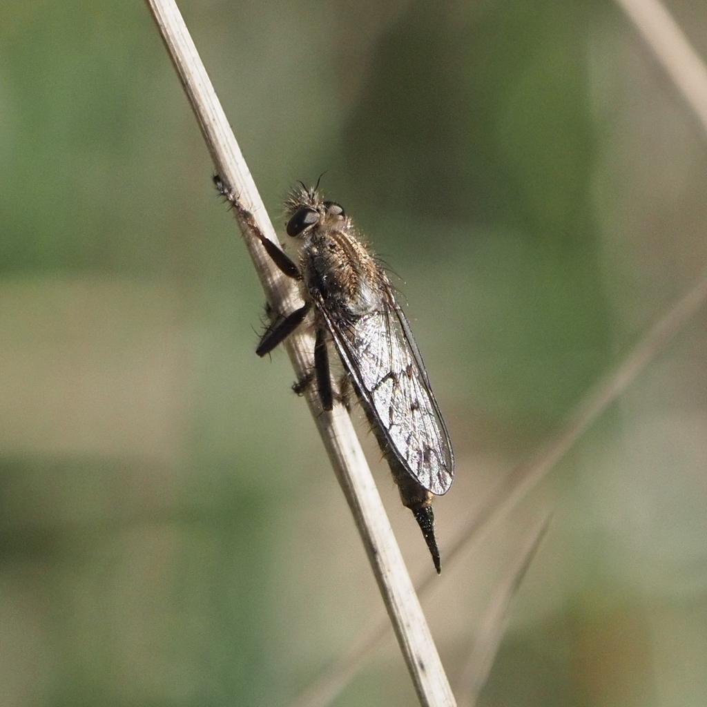 Erax punctipennis